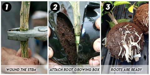 GrowX Plant Rooting Box
