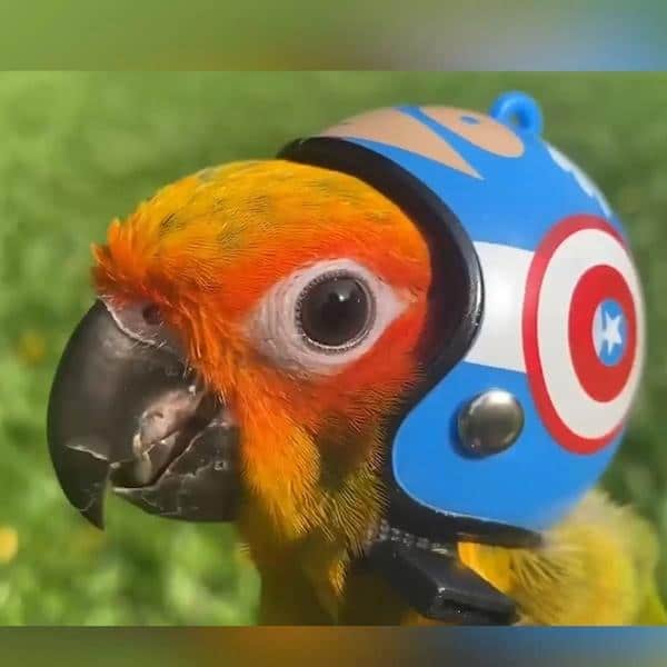 AdorBird Bird Helmet (3PCS) Online Low Prices Molooco Shop