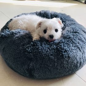 Calming Bed,calming dog bed,calming bed for dogs,calming pet bed,anti anxiety dog bed