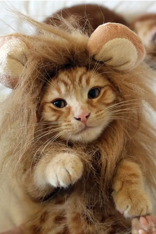 Cat Lion Mane For Sale,cat lion mane costume,cat mane,cat lion costume,lion mane for cat