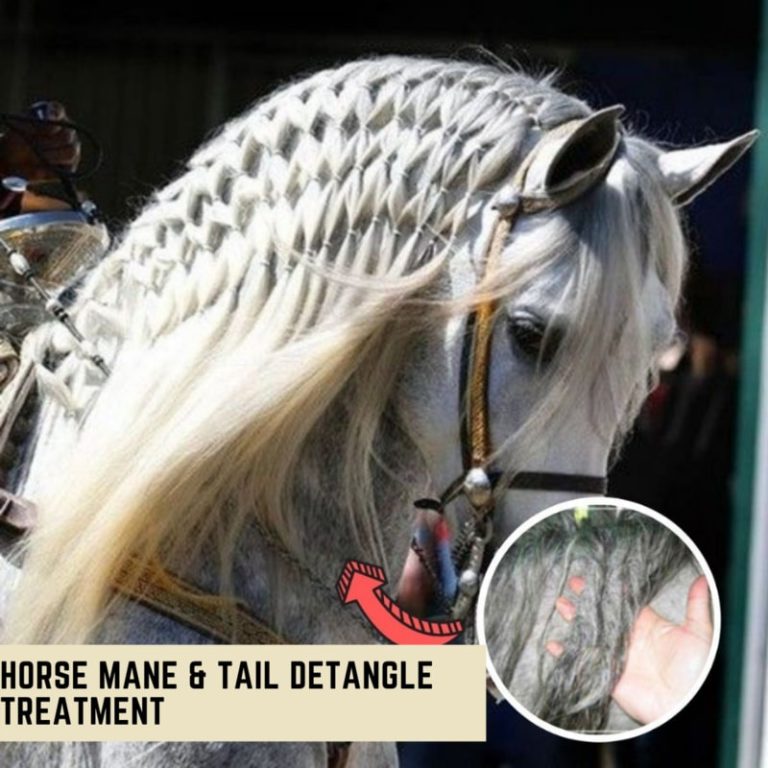 Horse Mane & Tail Detangle Treatment Online Low Prices MOLOOCO