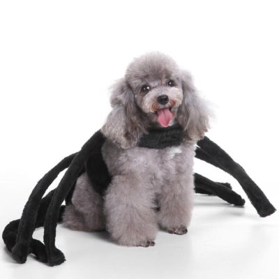 Halloween Spider Costume For Dogs,Halloween Spider Costume,Spider Costume For Dogs,Costume For Dogs,Spider Costume