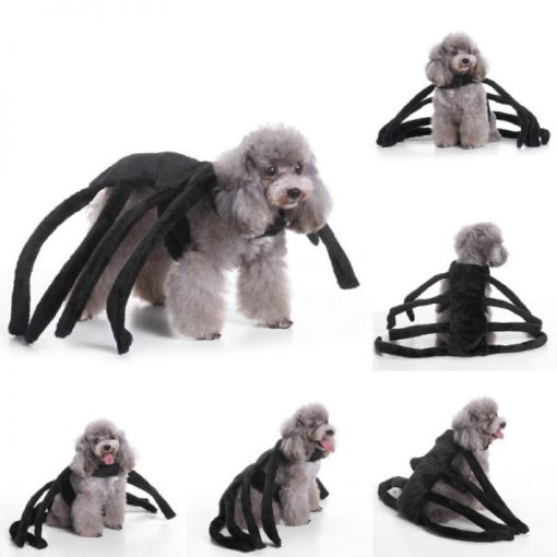Halloween Spider Costume For Dogs Online MOLOOCO