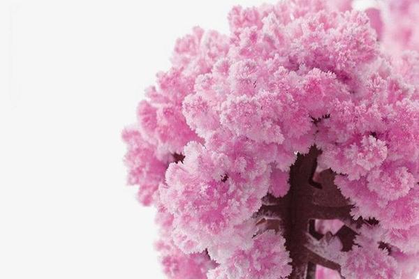 Magic Growing Tree,colorful flowers,paper tree,magic paper tree