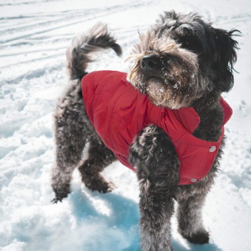 따뜻한 애완 동물 재킷, 애완 동물 재킷