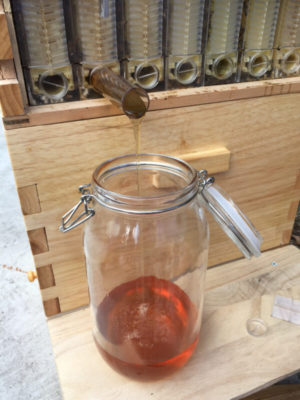 Honey Sweet,Honey Sweet Hive,Sweet Hive,honey