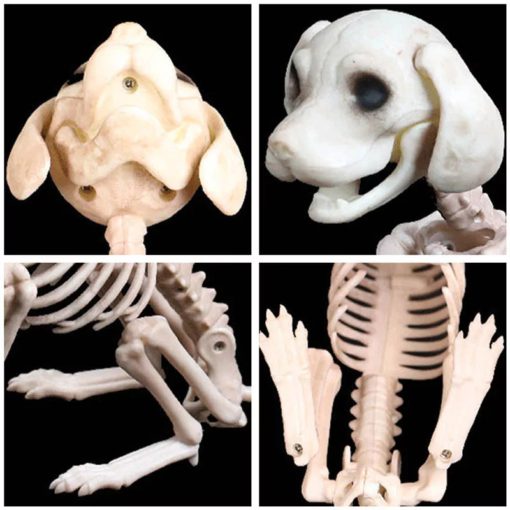 Animowany dwugłowy pies szkieletowy,Pies szkieletowy,Animowany dwugłowy pies szkieletowy,Dwugłowy szkielet psa,Dwugłowy szkielet