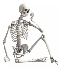 Animated Two Headed Skeleton Dog,Skeleton Dog,Animated Two Headed,Two Headed Skeleton Dog,Two Headed Skeleton