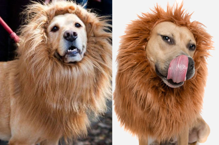 Lion Dog,lion dog breed,dog breed,lion mane,Cat Lion