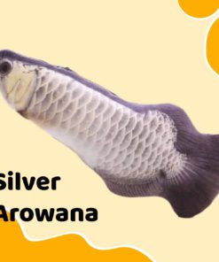 Chotatuna Floppy Moving Fish Toy,Floppy Moving Fish Toy,Moving Fish Toy,Fish Toy,Chotatuna Floppy Moving