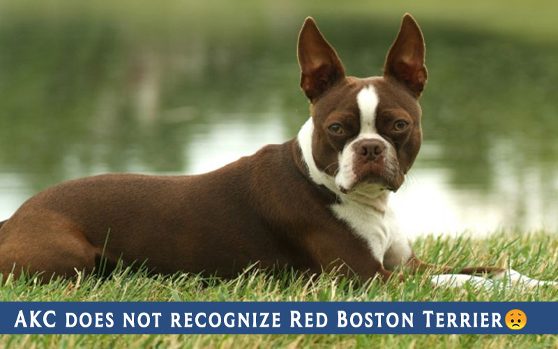 Red Boston Terrier,Red Boston,Boston Terrier