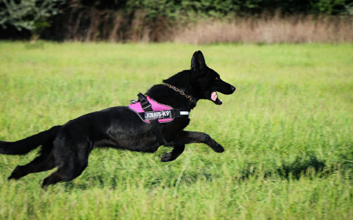 Black German,Black German Shepherd,German Shepherd