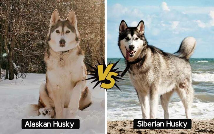 types of huskies