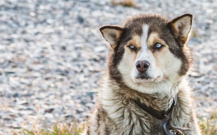 types of huskies