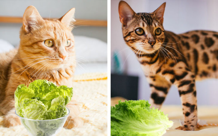 Can Cats Eat Lettuce,Eat Lettuce,Can Cats Eat