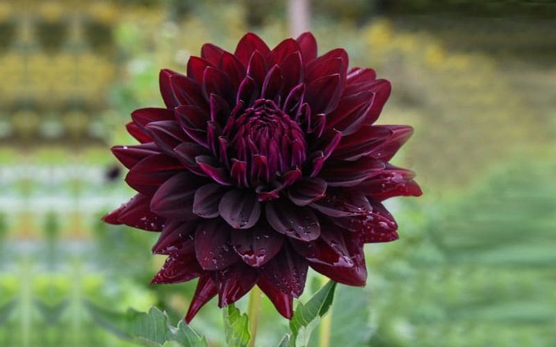 Black Dahlia Flower,Black Dahlia,Dahlia Flower