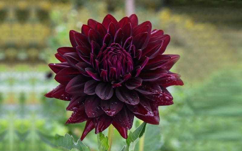 Los 7 mejores consejos fáciles para cultivar dalia negra en el jardín de su  casa