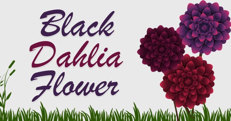 Black Dahlia Flower,Black Dahlia,Dahlia Flower,Dahlia blooms