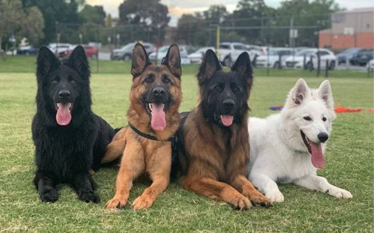 Black German,Black German Shepherd,German Shepherd