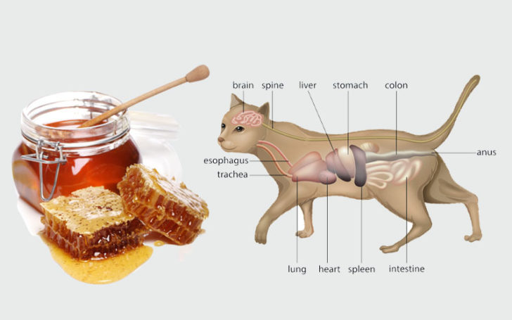 Can Cats Eat Honey