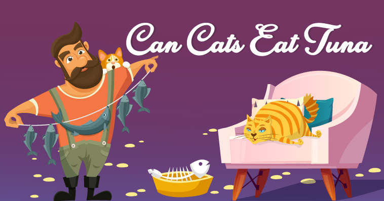 Can Cats Eat Tuna,Cats Eat Tuna