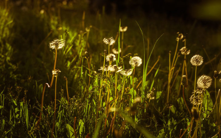 Plants That Look Like Weed