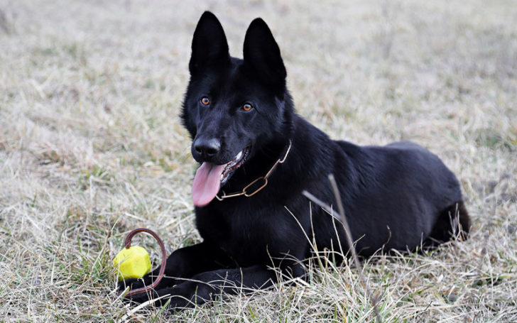 Black German,Black German Shepherd,German Shepherd