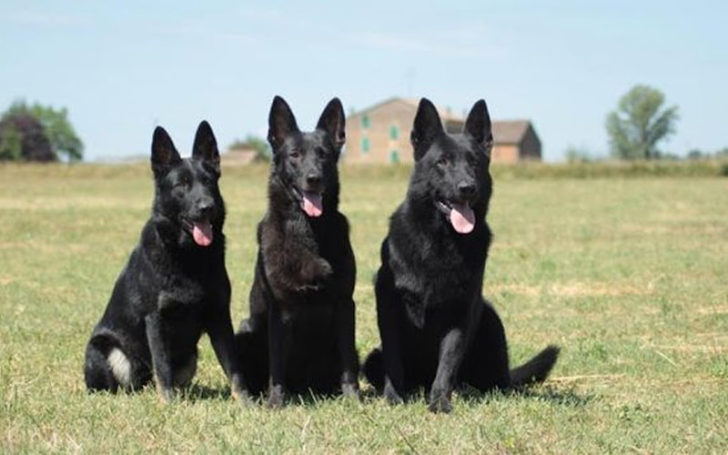 Black German,Black German Shepherd,German Shepherd