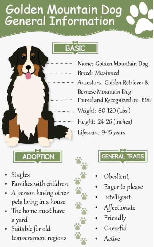 Golden Mountain Dog,Mountain Dog,Golden Mountain