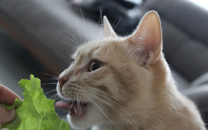 Can Cats Eat Lettuce,Eat Lettuce,Can Cats Eat