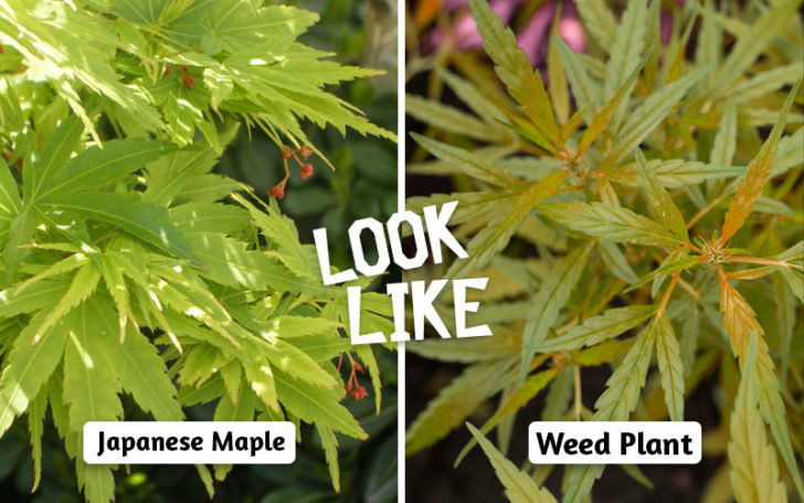 Plants That Look Like Weed