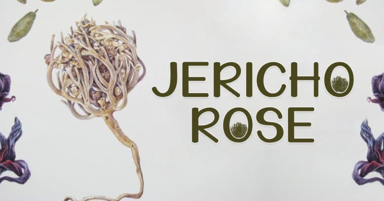 Jericho Rose,Rose