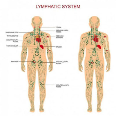 Lymphatic Drainage Ginger Oil,Plant Therapy Oil,Ginger Oil,Lymphatic Drainage,Plant Therapy