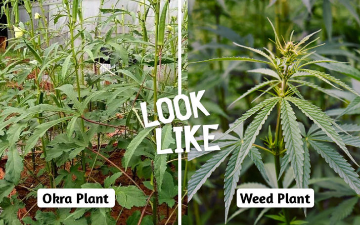 Plants That Look Like Weed