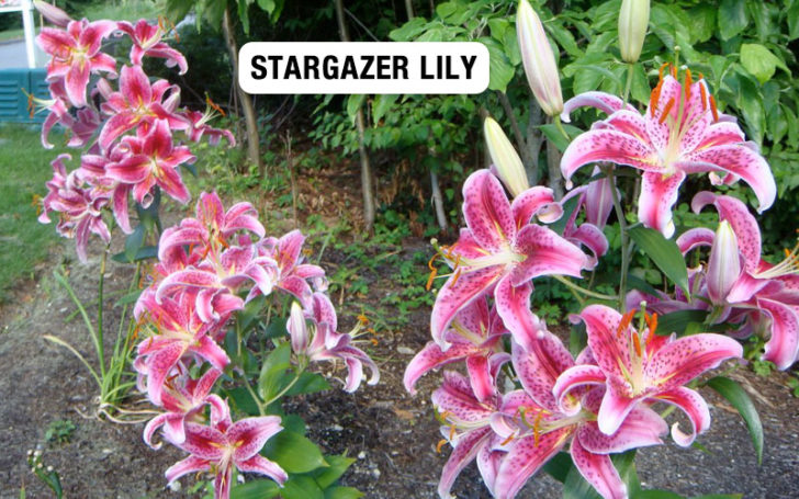 Types of Lilies