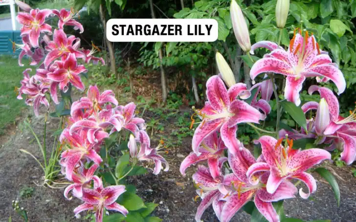 Types of Lilies