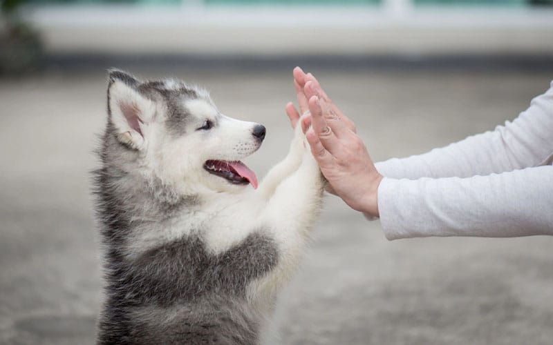 Pomeranian Husky