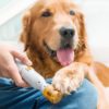 Premium Painless Nail Clipper for Pets,Painless Nail Clipper for Pets,Nail Clipper for Pets,Dogs & Cats