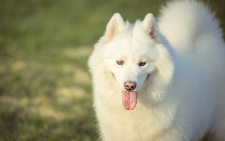 types of huskies