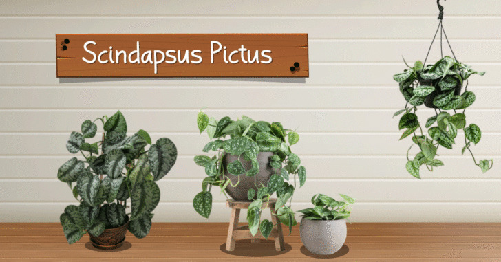 Scindapsus Pictus