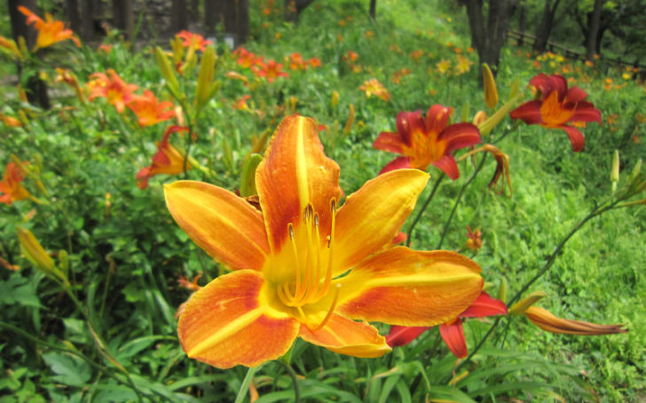 Types of Lilies