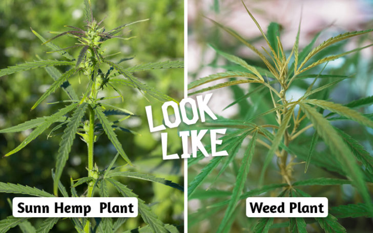 Plants That Look Like Weed