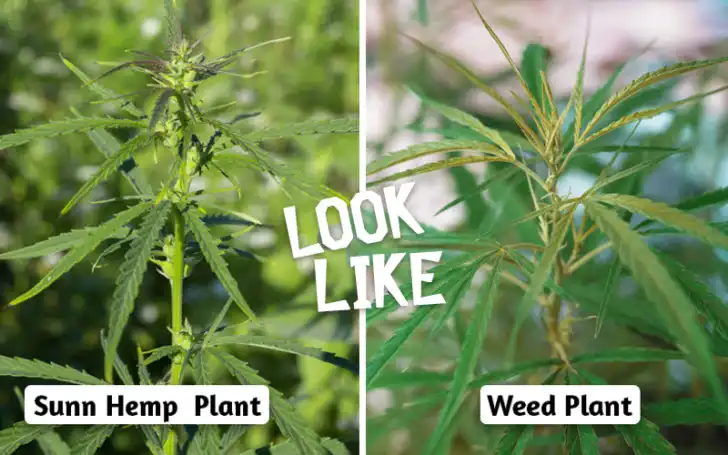 Plants That Look Like Weed