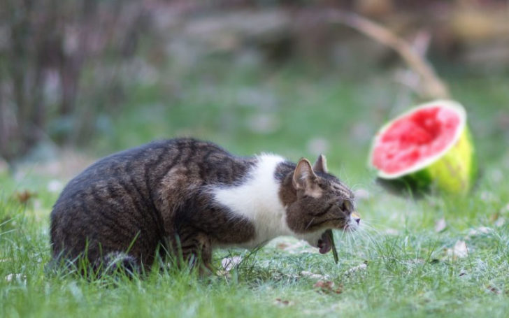 Cats Eat Watermelon,Can Cats Eat Watermelon