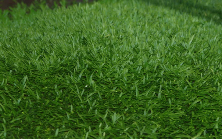 Utricularia graminifolia