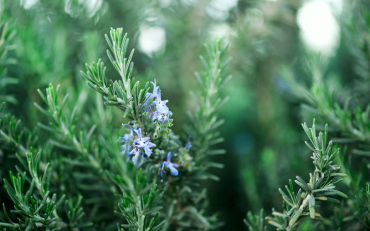 Rosemary Substitutes