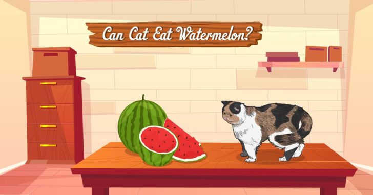 Cats Eat Watermelon,Can Cats Eat Watermelon