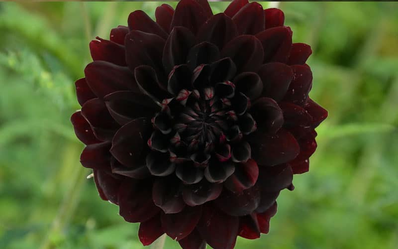 Black Dahlia Flower,Black Dahlia,Dahlia Flower