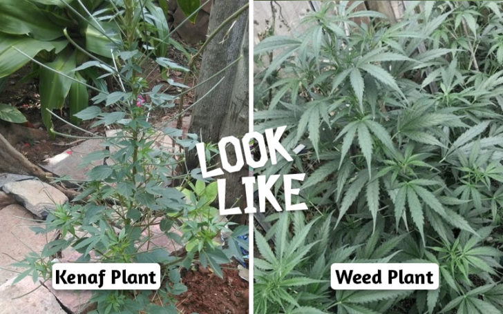 Plants That Look Like Weed