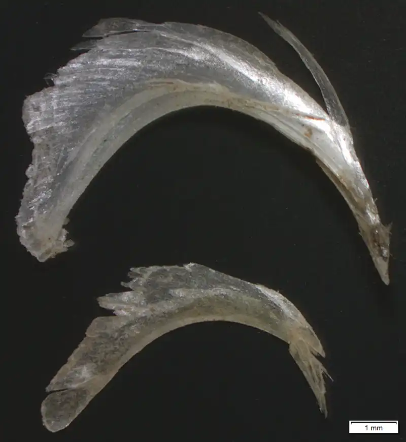 Cats Eat Watermelon,Can Cats Eat Watermelon